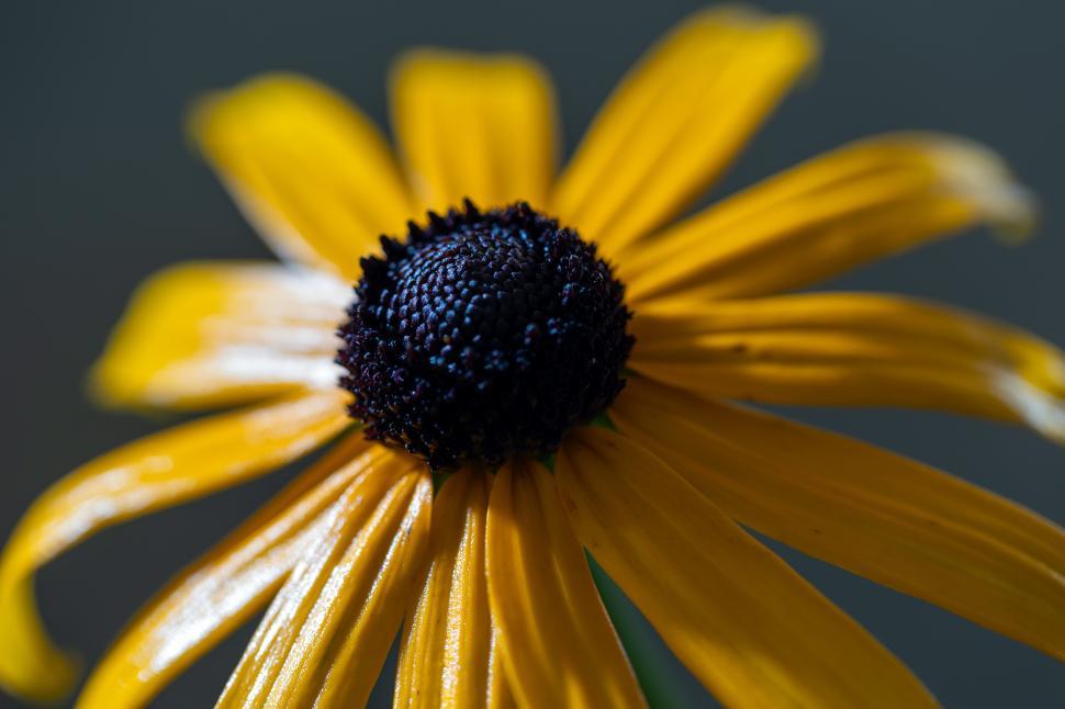 Free Image of Bright black-eyed susan flower blooms in close-up view 