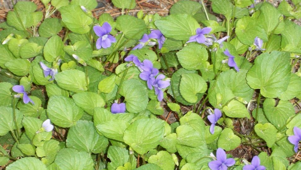 Free Image of Collection of various flowers 