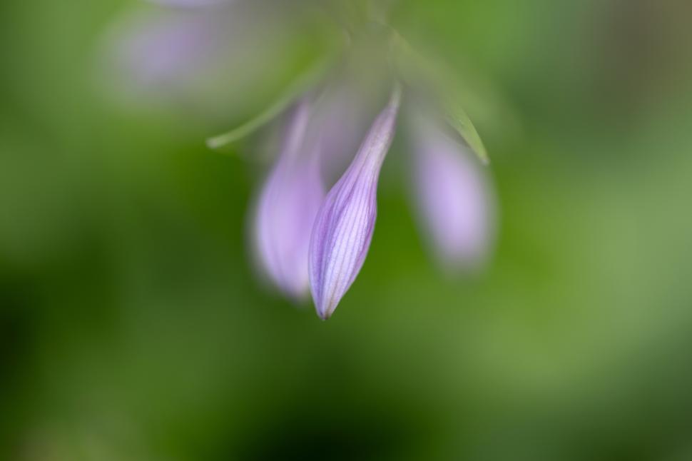Free Image of Soft lavender petals swaying gently in the breeze 