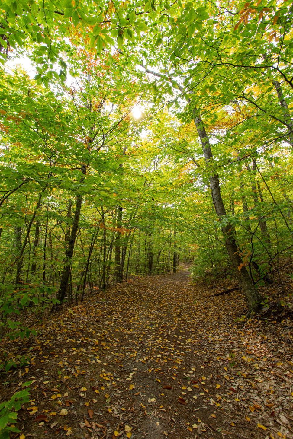 Free Image of Walking trail in a lush green forest with autumn leaves scattered on the ground 