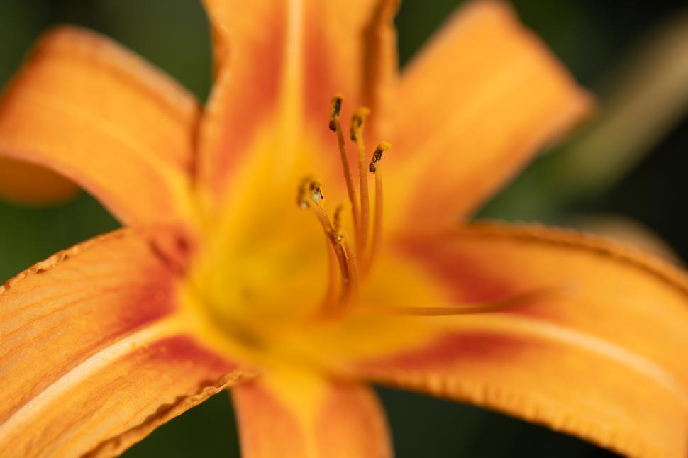 Free Image of Orange flower blooms with vibrant petals in springtime 
