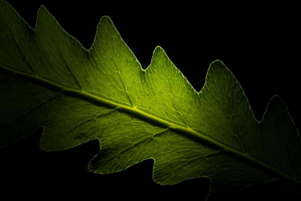 Free Image of Green leaf illuminated against a dark background 