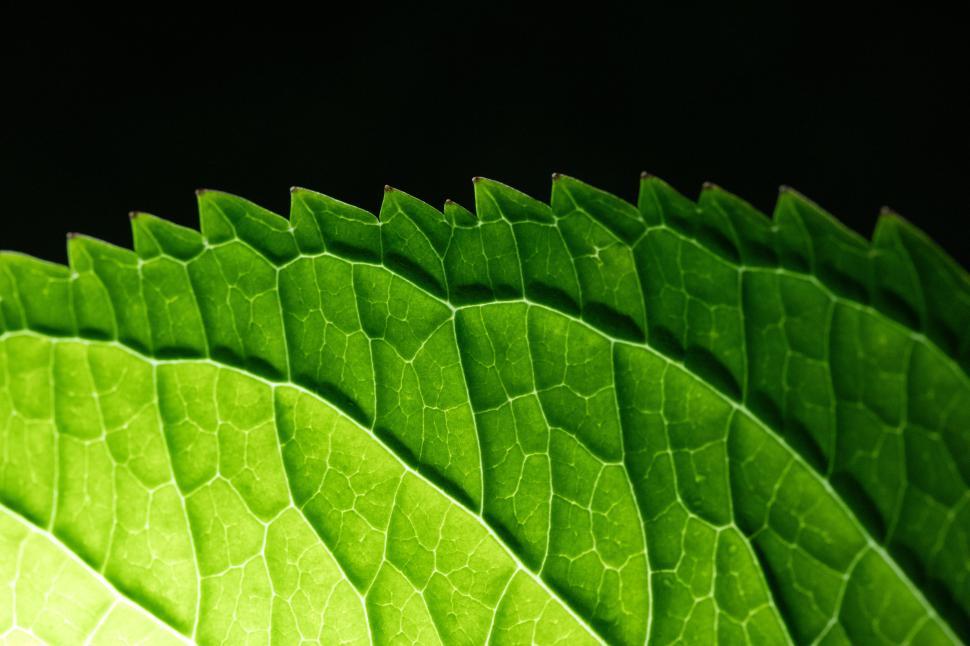 Free Image of Lush green leaves display intricate patterns and textures 