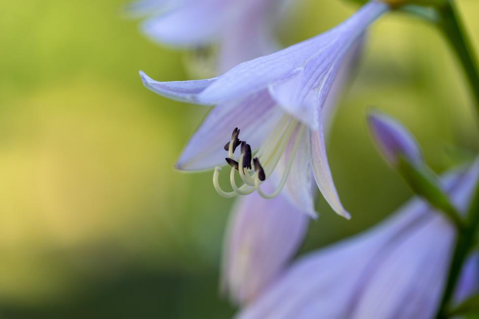 Free Image of Purple flower with delicate petals in a garden setting 