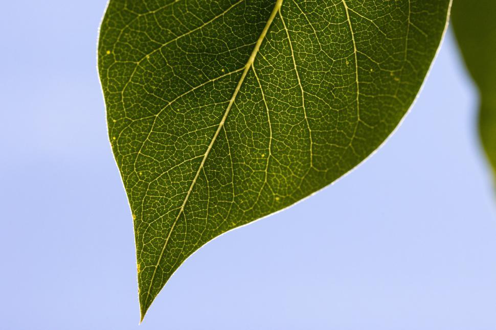 Free Image of Close-up view of a green leaf against a blue sky 