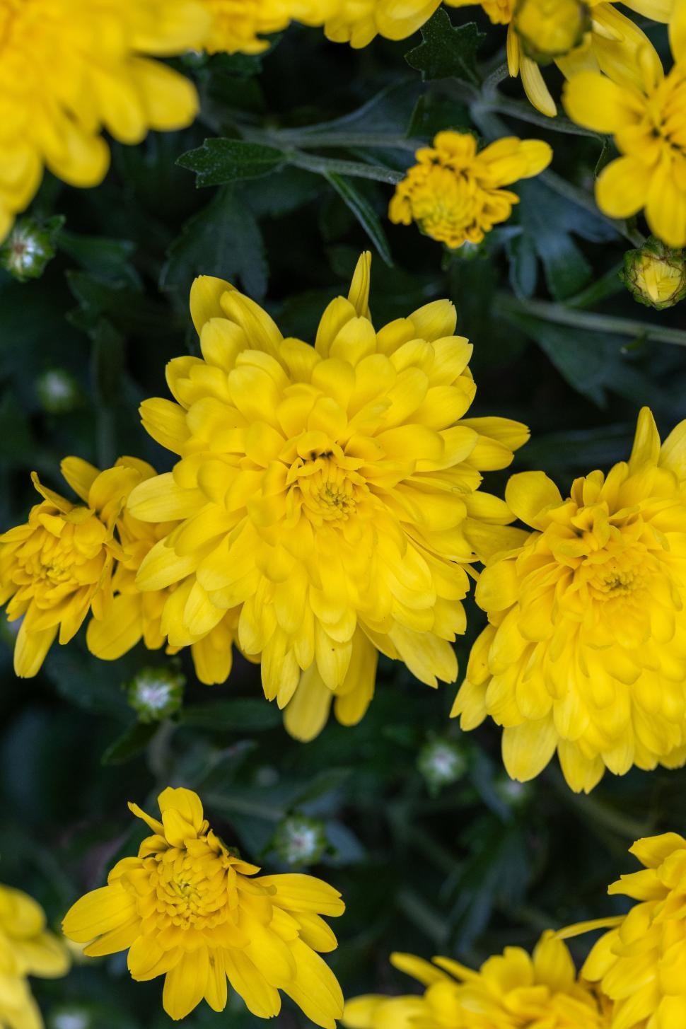 Free Image of Bright yellow flowers bloom in vibrant garden display 