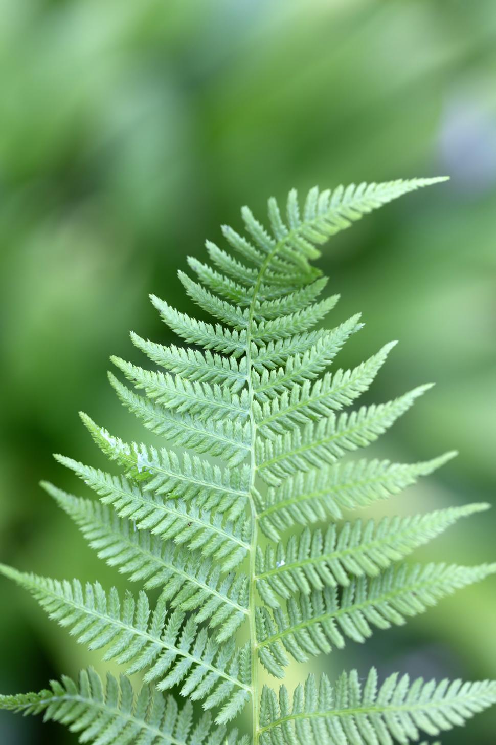 Free Image of Delicate fern leaf illuminated by soft, natural light 
