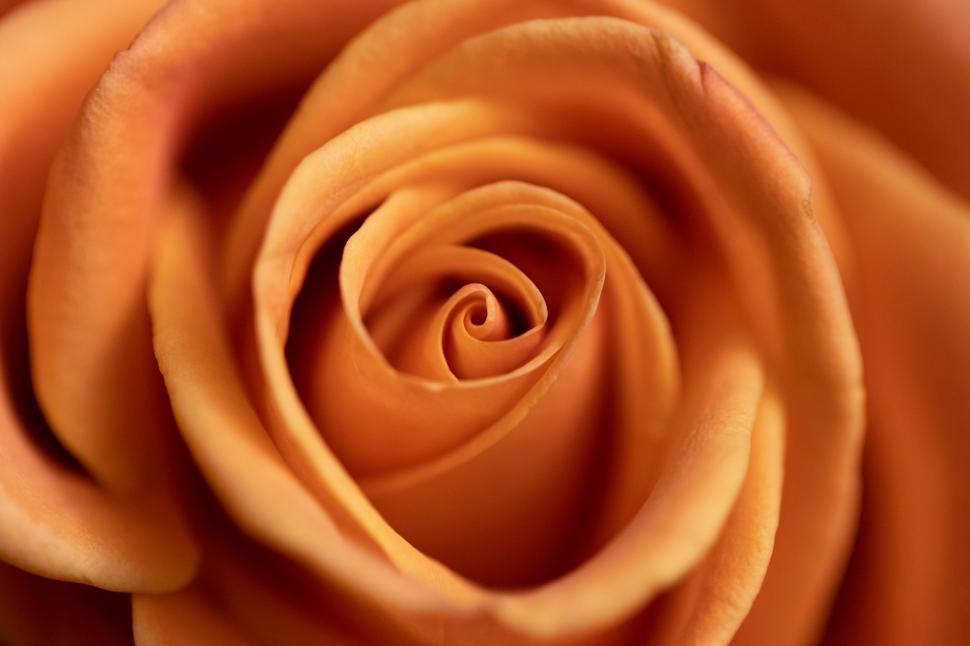 Free Image of Close-up view of an orange rose blossom in natural light 