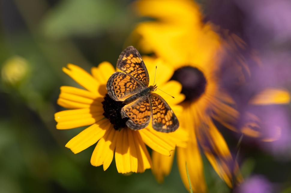 Free Image of Butterfly resting on yellow flower in a vibrant garden 