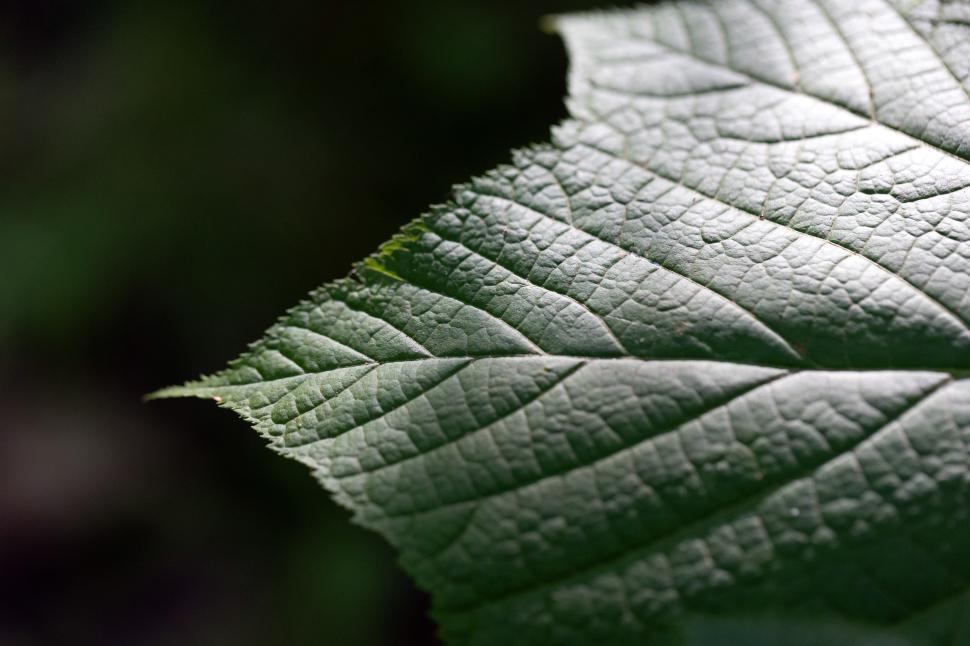 Free Image of Close-up view of a verdant leaf in natural lighting 