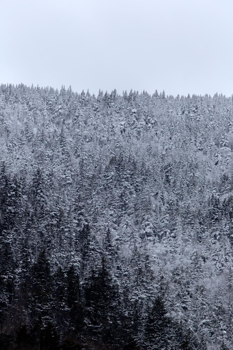 Free Image of Snow-covered forest landscape during winter season 
