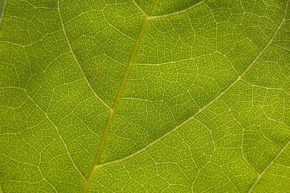 Free Image of Close-up view of a green leaf revealing intricate vein patterns in nature 