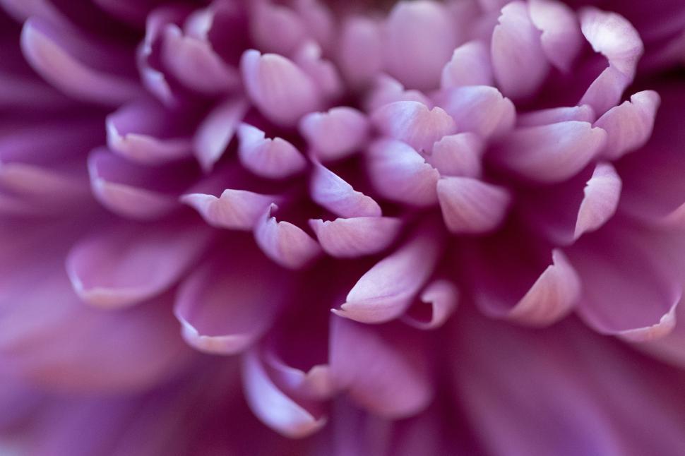Free Image of Close-up view of a beautiful purple flower in bloom 