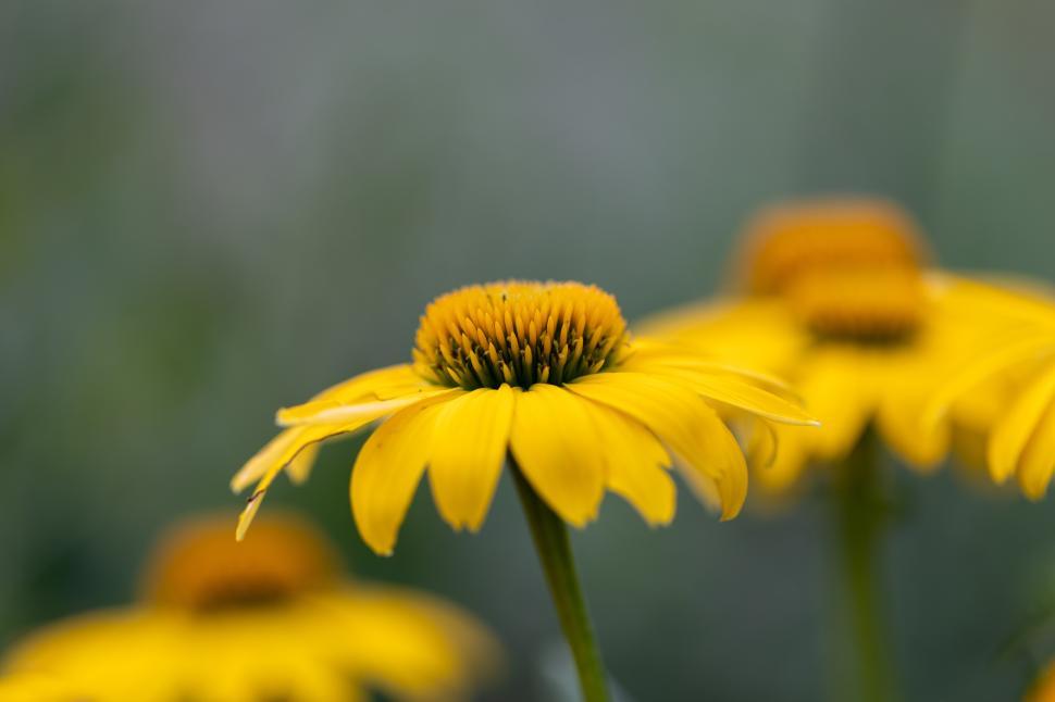 Free Image of Bright yellow flowers bloom in a sunny garden 