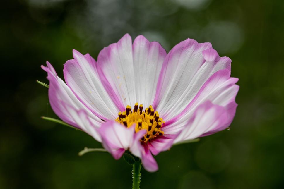 Free Image of Beautiful pink and white flower in a natural setting 