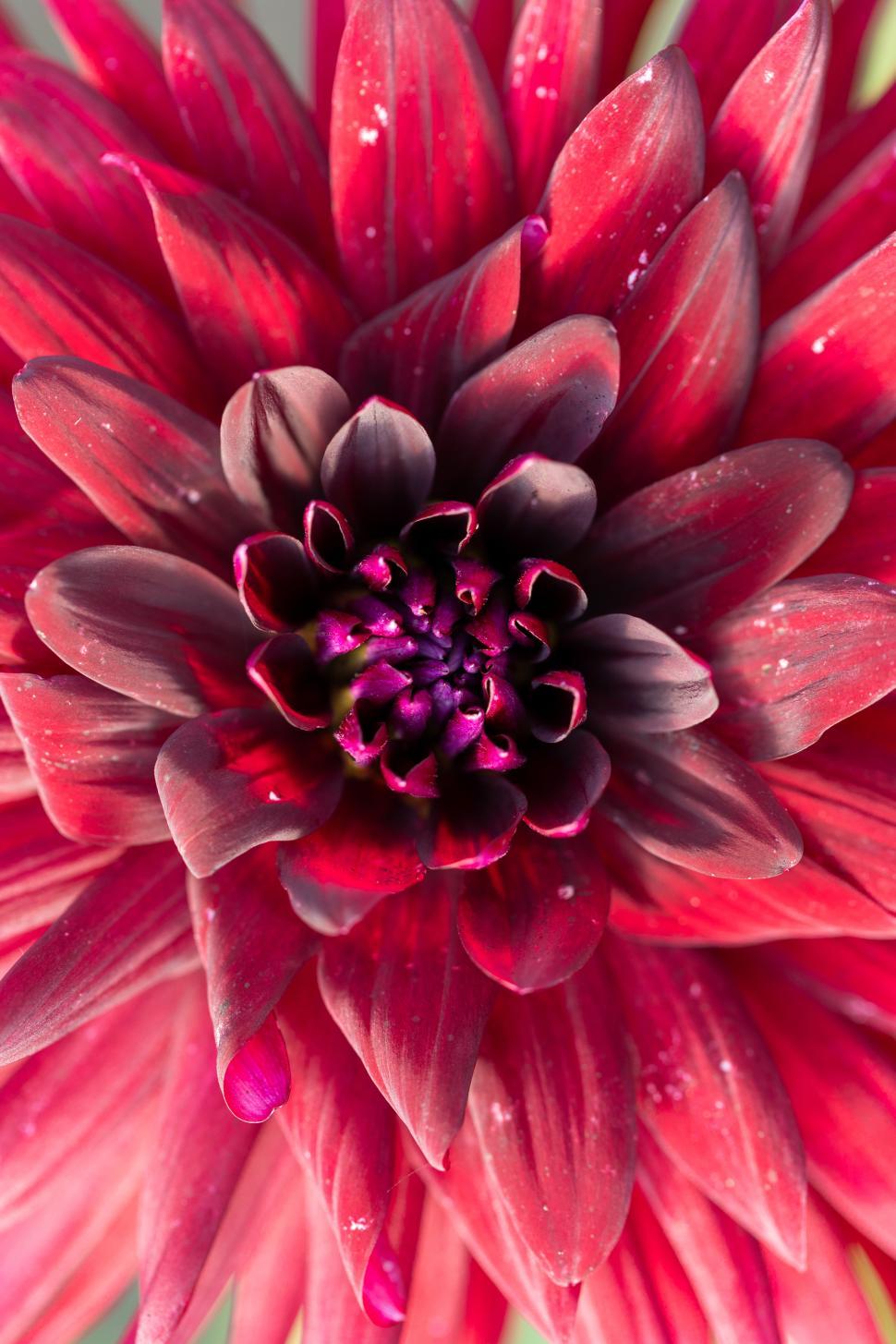 Free Image of Bright red flower blooming in vibrant natural setting 