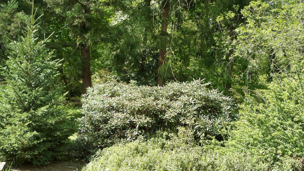 Free Image of Close-ups of various conifers 