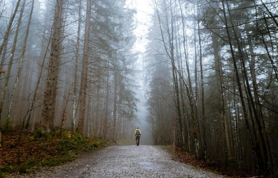 Free Image of Walking alone on a misty forest path during early morning 
