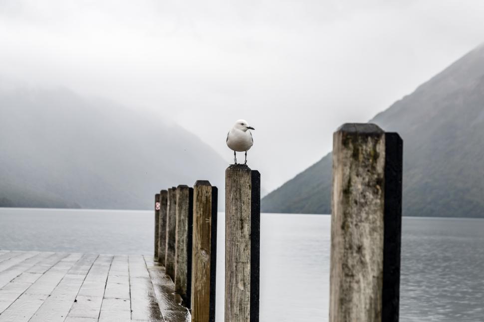 Free Image of Seagull perched on a post by a tranquil lake 