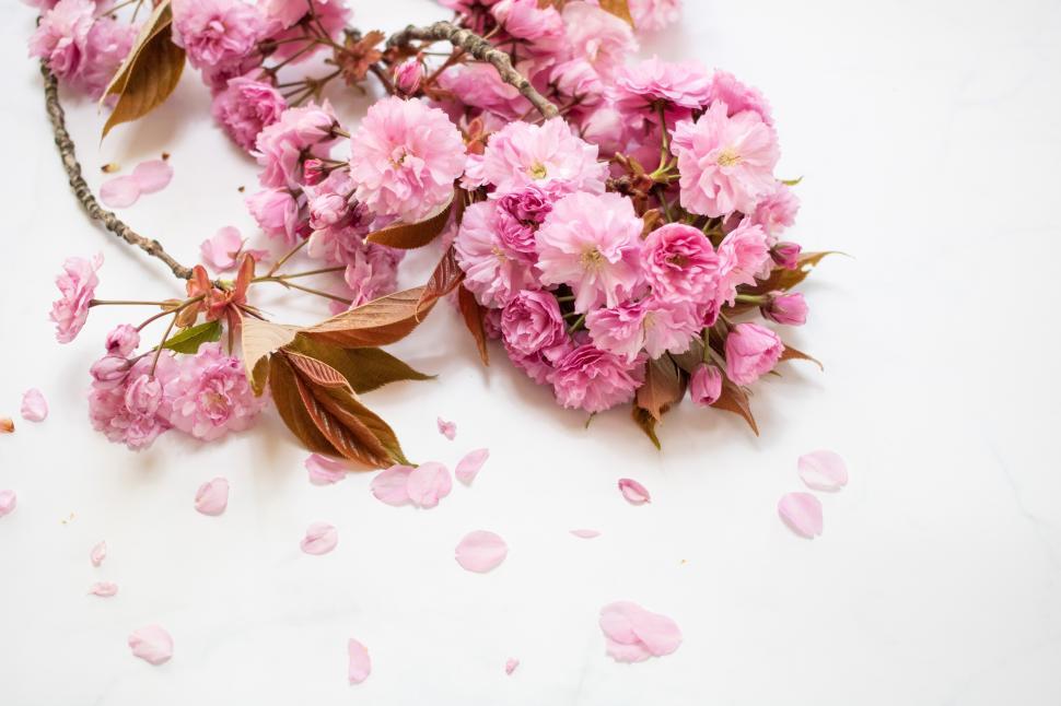 Free Image of Cherry blossoms arranged with pink petals scattered 