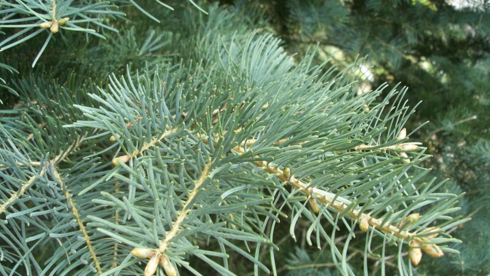 Free Image of Close-ups of various conifers 