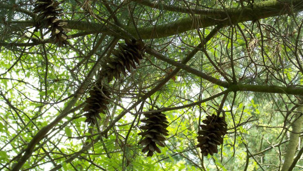 Free Image of Close-ups of various conifers 