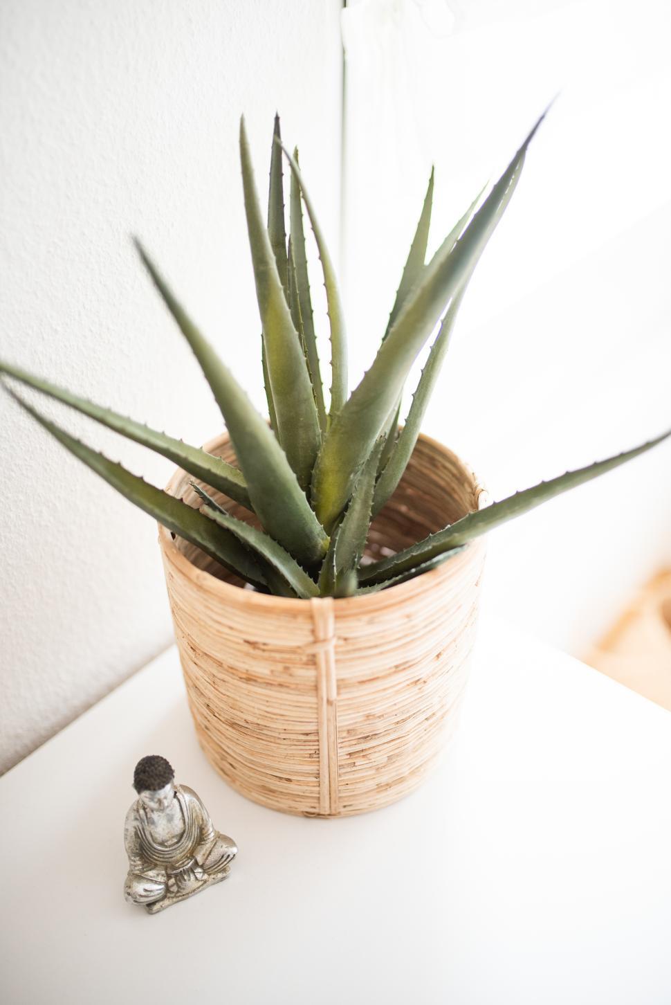 Free Image of Indoor aloe vera plant in decorative basket 