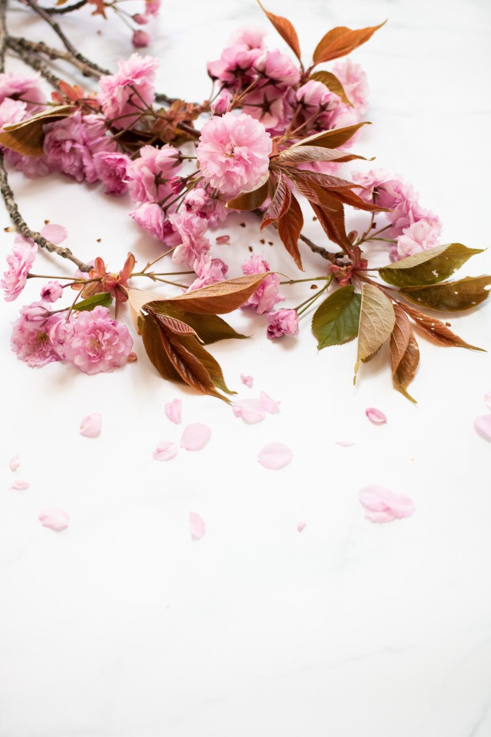 Free Image of Cherry blossom branches with petals on a white surface 