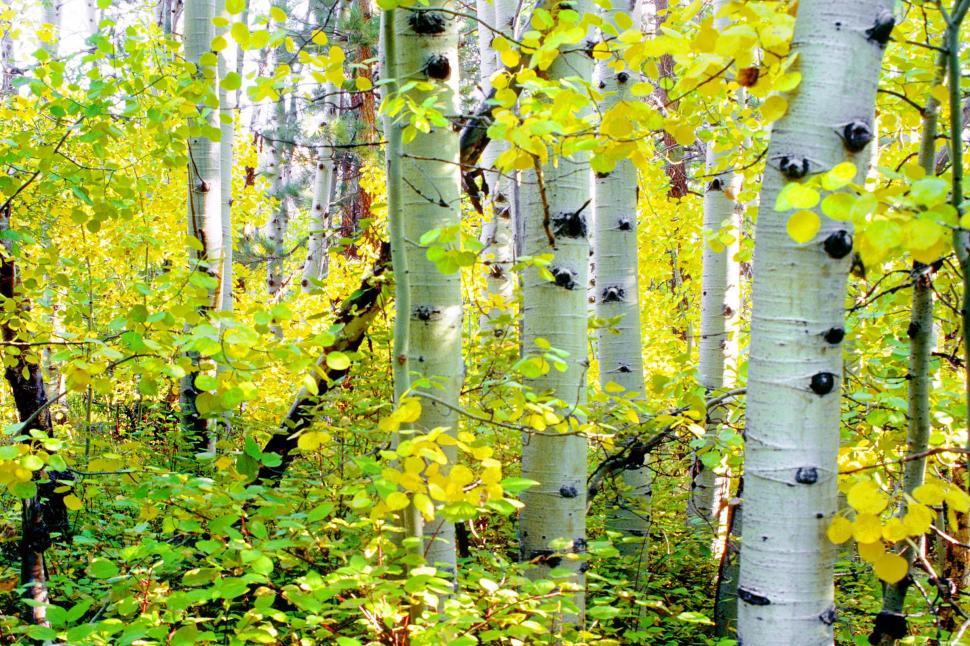 Free Image of Dense Forest With Tall White Trees 