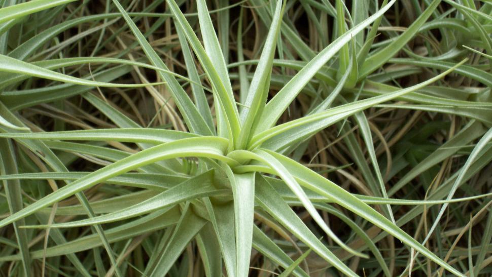 Free Image of Close-up of a tillandsia 
