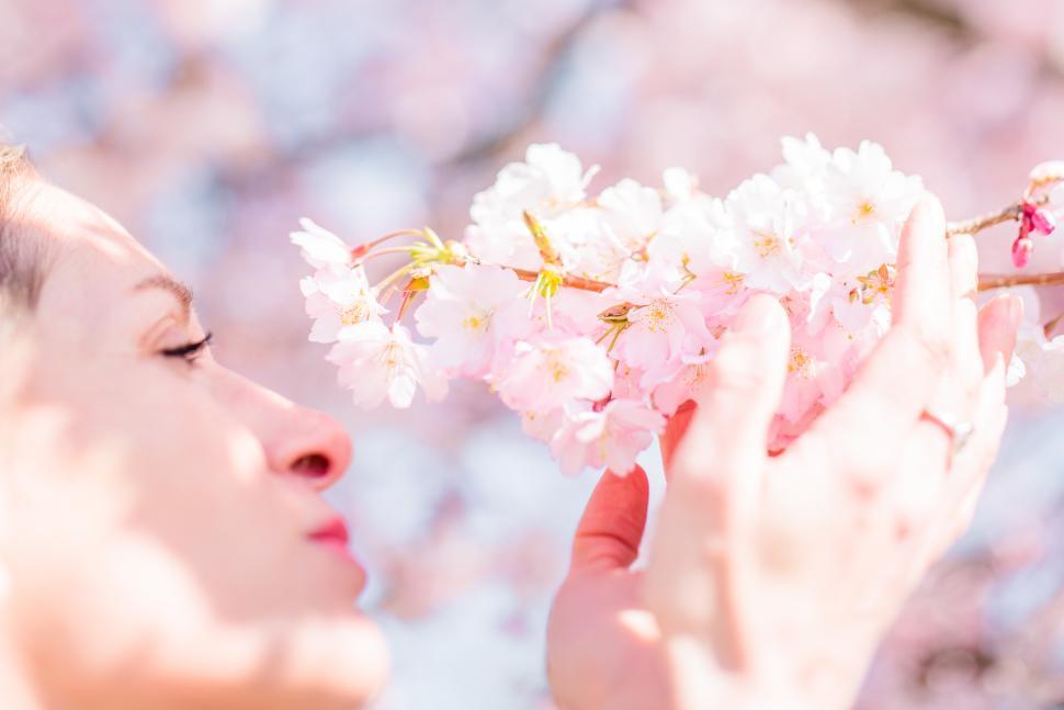 Free Image of Woman enjoying cherry blossoms in springtime beauty 