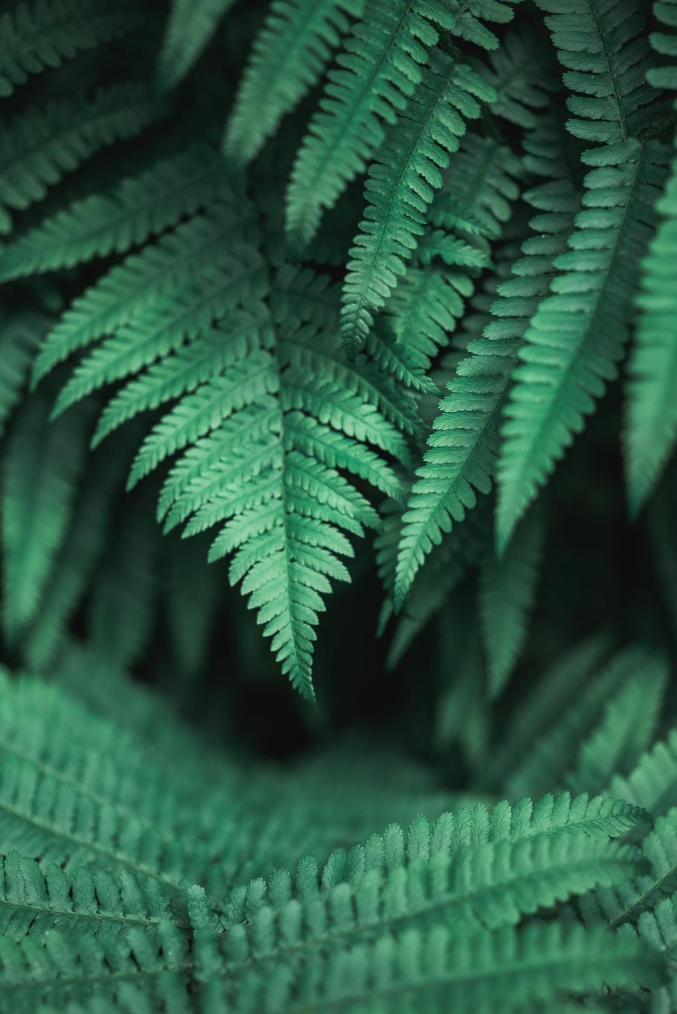 Free Image of Lush green ferns in a vibrant forest setting 