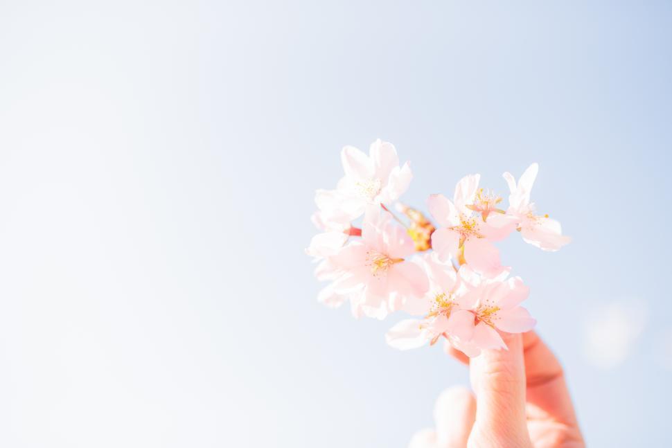 Free Image of Cherry blossoms held against a clear blue sky 