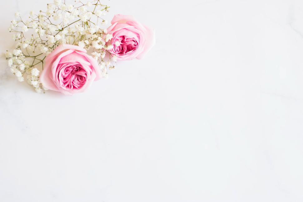 Free Image of Pink roses with delicate white fillers arranged 