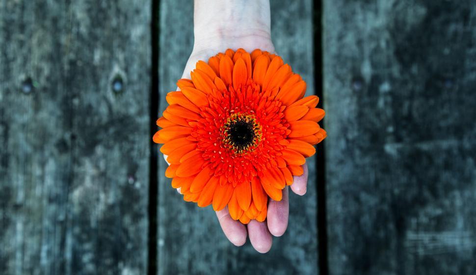 Free Image of Bright orange flower held in hand against a wooden background in daylight 