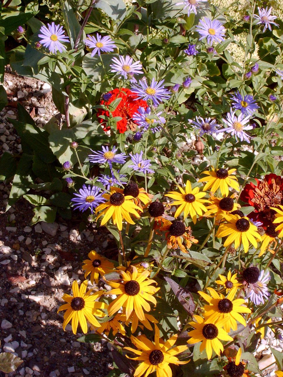 Free Image of Collection of various autumn flowers 