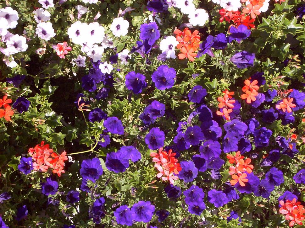 Free Image of Collection of various autumn flowers 