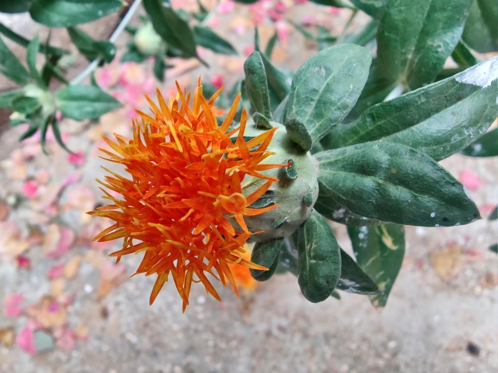 Free Image of Carthamus tinctorius or the Safflower  
