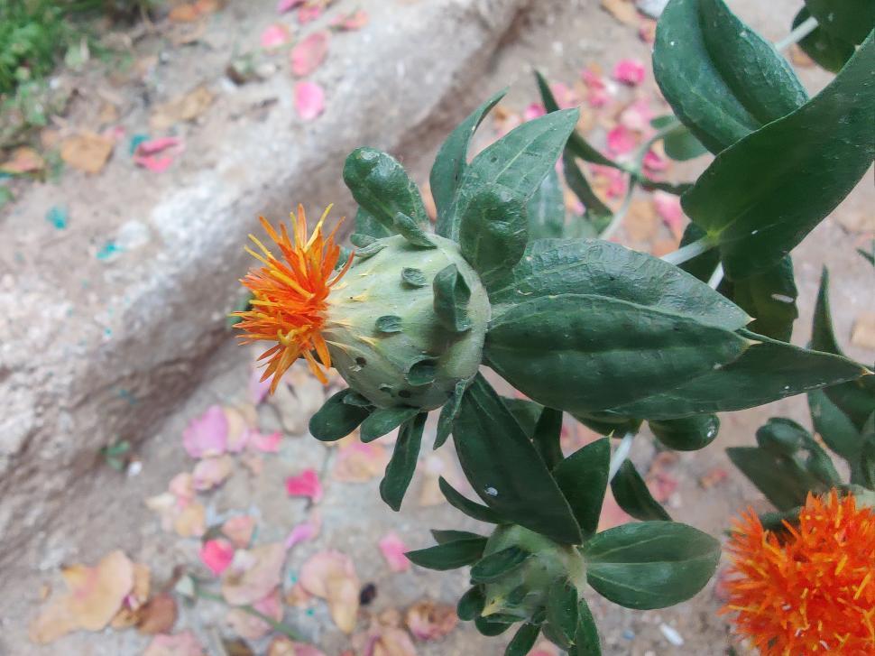 Free Image of Carthamus tinctorius or the Safflower, blooming 