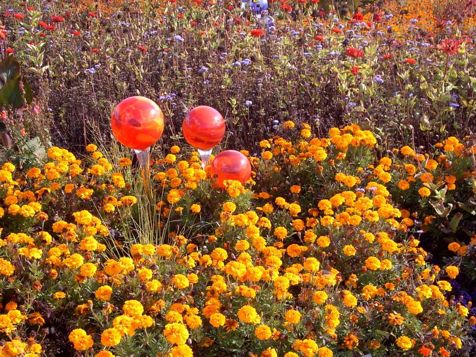 Free Image of Collection of various autumn flowers 