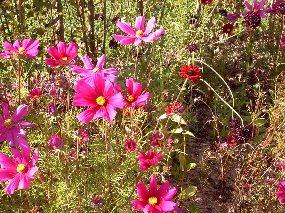 Free Image of Collection of various autumn flowers 