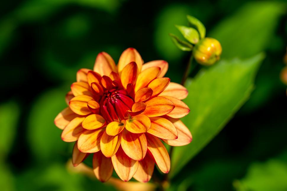 Free Image of Bright orange flower blooming in a lush garden during summer season 