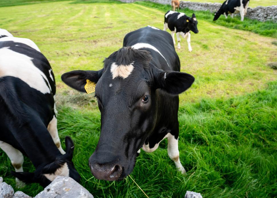Free Image of Cows grazing in a green pasture near a stone wall on a sunny day 