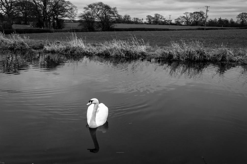 Free Image of Elegant swan gliding across still water in rural landscape during overcast day 
