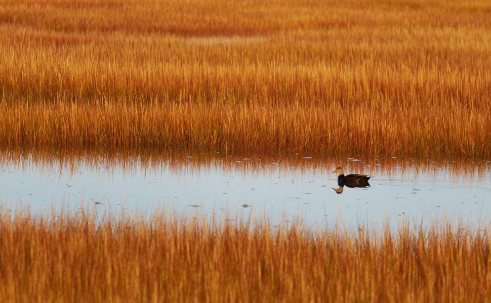 Free Image of Duck swimming in golden marshland at sunset 
