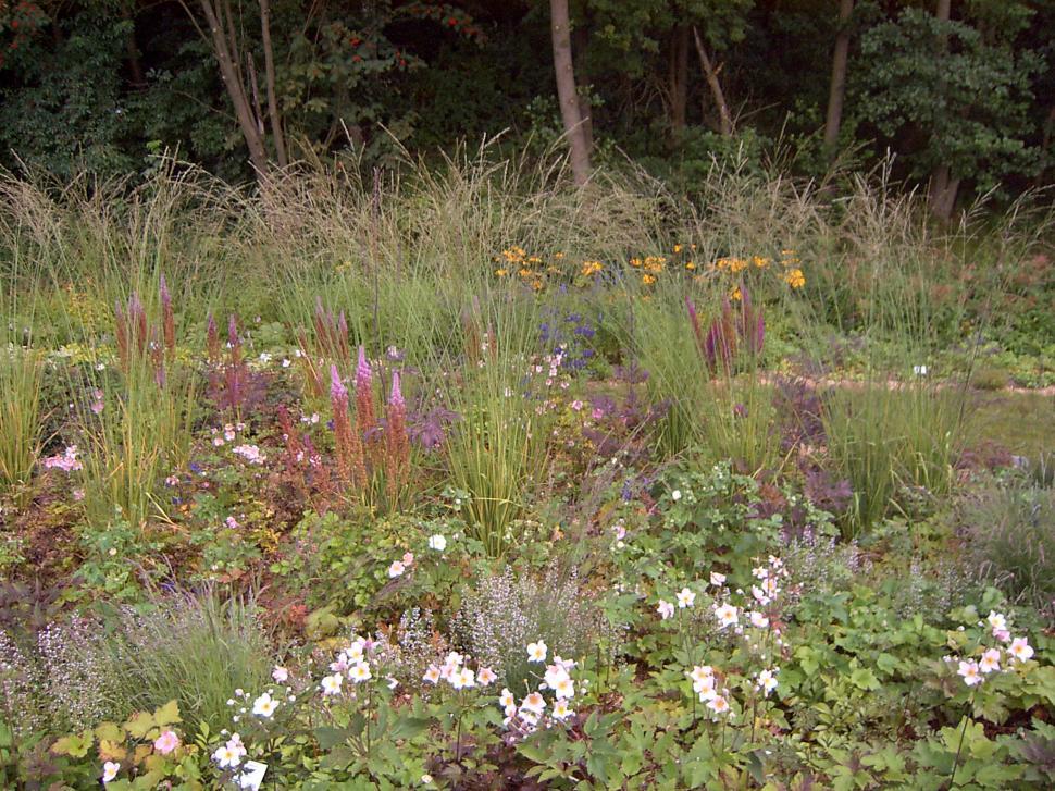 Free Image of Collection of various autumn flowers 