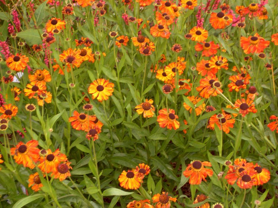 Free Image of Collection of various autumn flowers 