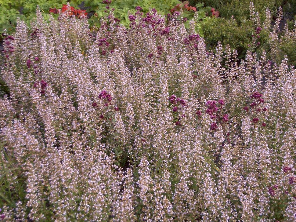 Free Image of Collection of various autumn flowers 