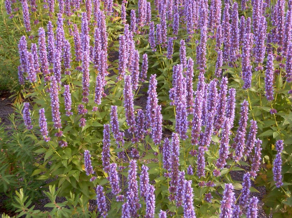 Free Image of Collection of various autumn flowers 