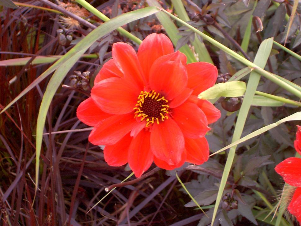 Free Image of Collection of various autumn flowers 
